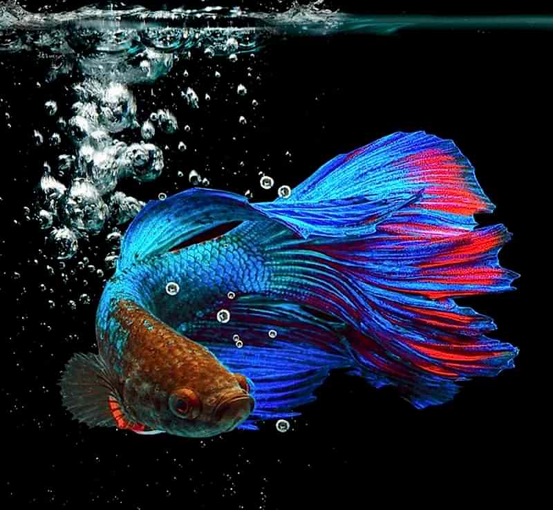 meliksah-akvaryum-ankara-hos-geldiniz